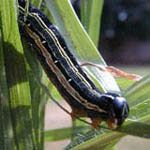 army worms are usually active after a prolonged wet period