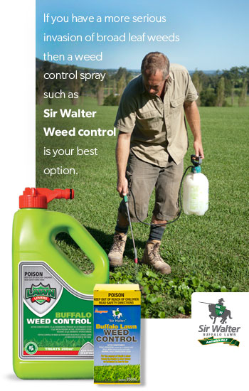Buffalo Weed Control