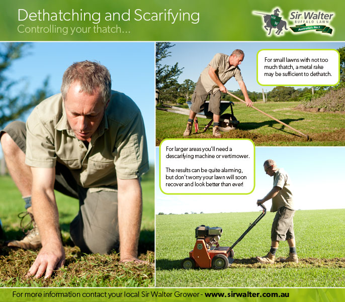 Dethatching / Scarifying your Lawn