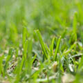 Lawn Varieties
