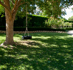 Trees and Lawn